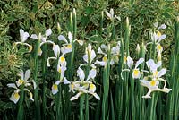 Iris orientalis syn ochroleuca and variegated Cornus