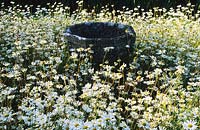 Wollerton Old Hall Shropshire the font garden Shasta daisy Leucanthemum x superbum