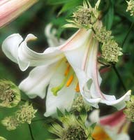 regal lily Lilium regale and Astrantia major