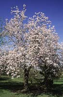 flowering cherry tree Prunus Pandora