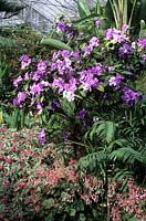 RHS Wisley Surrey yesterday today and tomorrow Brunfelsia pauciflora Macrantha in temperate glasshouse with Impatiens