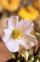Hellebore Helleborus niger Verboom BeautyJG REQUEST REMOVE 15.05.19