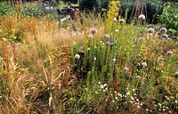 Liphook allotments Hampshire overgrown garden