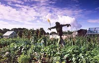 Newtown Rd Hampshire vegetable allotment gardens Belinda s scarecrow