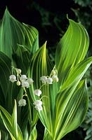 lily of the valley Convallaria majalis 'Albostriata'