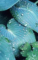 Hosta Halcyon covered in raindrops