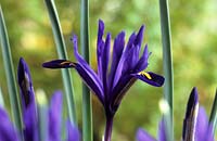 dwarf Iris reticulata Pixie blue indigo