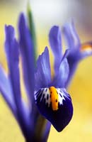 dwarf Iris reticulata Hercules