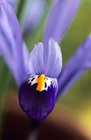 dwarf Iris reticulata Hercules