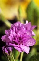 double primrose Primula vulgaris Quakers Bonnet