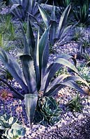 Agave americana and Echiveras in gravel scree garden