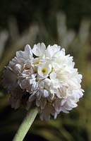 drumstick Primula denticulata var alba