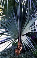traveller's palm Ravenala madagascariensis