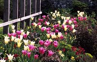 Parham Sussex mixed tulips in Spring garden