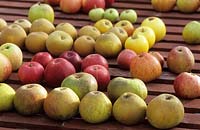 a selection of picked apples on glasshouse staging