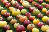 a selection of picked apples fruit from Paul Barnett s family apple tree