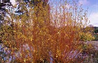 willow Salix 'Yelverton' winter coloured stems bark