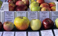 West Dean Sussex Apple day exhibition of Paul Barnett s fruit