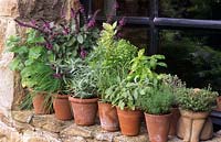pots of mixed herbs and basils on windowsill