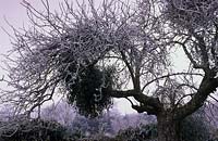 Parham Sussex mistletoe Viscum album in old apple tree