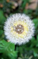 dandelion seedhead