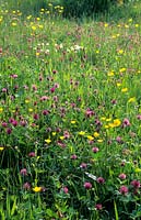 Tilford Cottage Surrey wildflower meadow