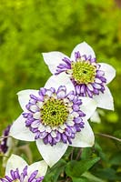 Clematis 'Viennetta' Evipo 006 summer flower climber deciduous cream white purple August garden plant