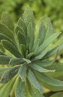Albanian spurge Euphorbia characias Margery Fish group evergreen shrub green August garden plant