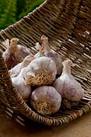 Garlic Isle of Wight in wicker trug basket autumn fall herb seasoning white edible culinary October large variety home grown