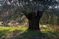 ancient wild European olive tree Olea europaea evergreen silver tree grove Argolida Greece autumn fall grasses mountain