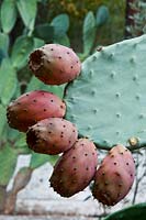 prickly pear Opuntia phaeacantha cactus edible fruit dry autumn fall garden plant