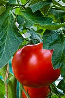 Tomato Grosse Lisse late summer vegetable red orange September edible kitchen garden plant