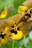 pansy Viola Irish Molly summer flower gold brown black perennial garden plant