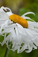 Leucanthemum x superbum Shasta Daisy Phyllis Smith summer flower perennial white yellow July garden plant