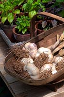green Garlic trug summer herb seasoning white edible culinary July large variety home grown organic harvested young stems