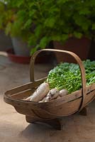 Radish Mooli Neptune trug vegetable summer July kitchen garden plant home grown organic pot container white root