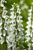 woodland sage Salvia nemorosa Sensation White