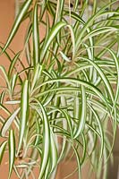 spider plant Chlorophytum comosum houseplant summer may perennial white green variegated offshoots baby plants hanging garden pl