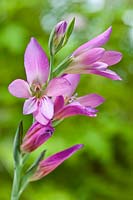 Gladiolus italicus Italian field common sword-lily summer flower perennial pink lilac lavender May garden plant