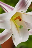 lily Lilium formosana 'White Crane'