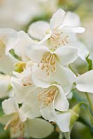 mock orange Philadelphus Lemoinei summer flower deciduous shrub scent scented perfume white May garden plant