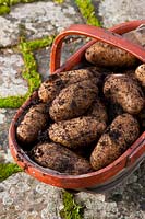 freshly harvested dug Juliette potatoes in trug vegetable autumn October fall main crop kitchen garden plant