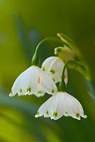 summer snowflake Leucojum aestivum Gravetye Giant flower perennial bulbous marginal April garden plant