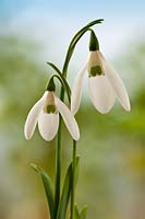 snowdrop Galanthus elwesii late winter early Spring flower bulb February white garden plant
