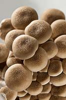 buna shimeji mushrooms brown beech Hypsizygus tessellatus home grown organic white edible kitchen garden plant food