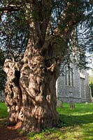 ancient yew tree Taxus bacata Stanmer churchyard East Sussex England summer August evergreen large old sacred Druid Druidic