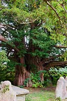 ancient yew tree Taxus bacata Ulcombe churchyard Kent England summer September evergreen large old sacred Druid Druidic