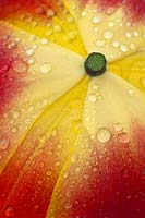 abstract close up tulip petals red orange yellow spring flower garden plant rain drops droplets
