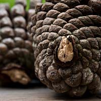 pine cone close up sporal form fibonacci series number pattern nature natural seed brown tree garden plant