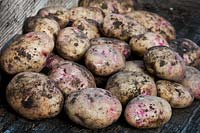 Potato Ambo freshly dug harvested early main crop summer August home grown full soil allotment organic kitchen garden plant